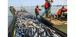 完全开发、过度开发渔场均减少 智利去年渔业状况改善