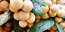 柬埔寨龙眼自去年10月获准输华后已累计出口中国6000多吨