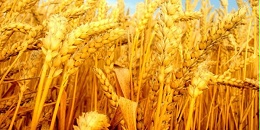 欧洲小麦市场：欧洲对美国出口小麦，法国小麦价格企稳