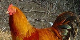 孟加拉国成立两个小组调查鸡蛋和鸡肉的高价格