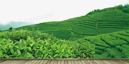 国际茶讯 | 茶叶主产国（斯里兰卡、肯尼亚、印度）近况