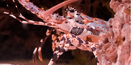 新西兰下调岩龙虾捕捞配额，4月1日起生效