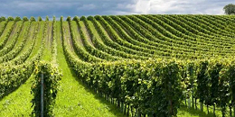 干旱导致意大利农业2022年损失60亿欧元