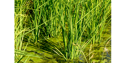 受干旱影响，2023年意大利大米产量或下降