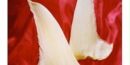 巴西查获全球最大一批非法鱼翅