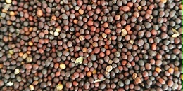 Certis Belchim推出天然杀虫/杀螨剂Neudosan 含油菜籽提取天然化合物