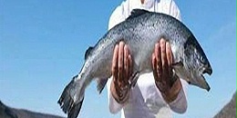 智利三文鱼“减抗”之路铺满荆棘