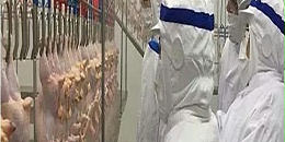 俄罗斯马里埃尔共和国禽肉及禽类产品暂停进口