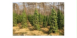 越南胡椒出口量同比增长30%