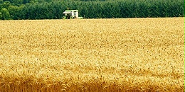 欧洲小麦市场：法国小麦价格连续第二周企稳