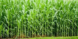 全球饲粮市场：美国玉米优良率大幅下滑，但未来几天将降雨