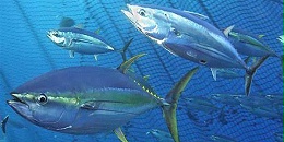 以色列成为越南金枪鱼第二大单一出口市场