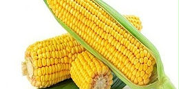 全球饲粮市场：关键生长期到来，玉米价格增添风险升水