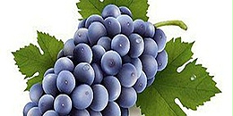 秘鲁葡萄出口达32.5万吨，同比大增35%