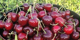 今年前4月，中国是智利新鲜车厘子和西梅最大买家