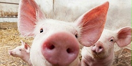 中国海关代表团将访问巴拿马 考察生猪屠宰场和猪肉冷库