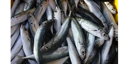 秘鲁鳀鱼新产季仍不明朗，鱼粉价格走势无法预测