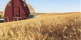 全球小麦市场：美国小麦价格创下近20个月新低