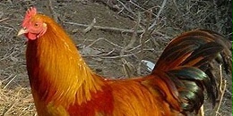 巴西南马托格罗索州发现禽流感