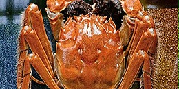 俄罗斯政府取消一家渔业公司蟹类配额，约580吨