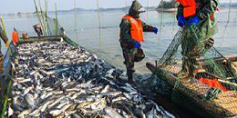 今年上半年韩国进口俄罗斯海产品数量和数额均有大幅减少