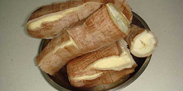 面对木薯供应短缺 巴拉圭一大学宣布实现每公顷6万公斤产量