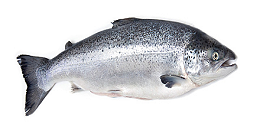 韩国5月日本鱼贝类进口量减三成