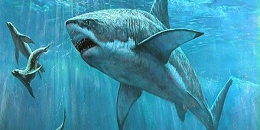 巴西环境部查获28.7吨鱼翅 估计有1万条鲨鱼遭捕杀