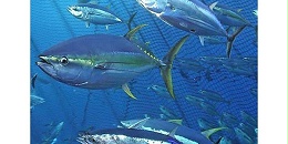 罐头生产商继续压低原料成本，10月份泰国金枪鱼交付价格或进一步走低