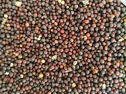 俄罗斯油菜籽出口禁令延至明年2月底