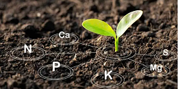 Rovensa Next的生物刺激素Biimore在欧盟获得登记扩展
