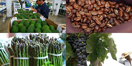 秘鲁官方预测：今年农产品出口额将达110亿美元