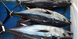挪威获得383吨蓝鳍金枪鱼捕捞配额