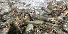 洪都拉斯已注册9家企业向中国出口虾类产品