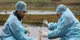 巴西禽流感疫情波及家禽后 日本叫停自巴西进口部分肉禽