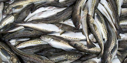 俄狭鳕原料价格继续下行，跌至近五年最低价位