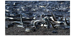 俄罗斯毛鳞鱼捕捞业完成配额的85.4%