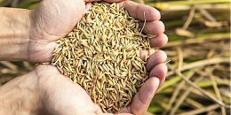 粮农组织助力喀麦隆大米和鱼类生产