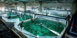 一季度全球养殖三文鱼已明显减产，全年增长区间推迟至四季度