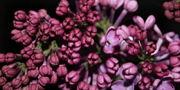 马达加斯加成为世界主要丁香出口国