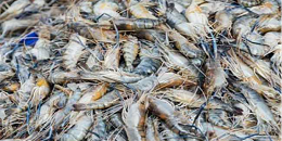 美国商务部计划对185家印度虾出口商征收3.76%关税