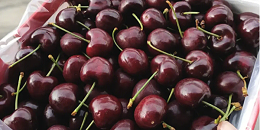 智利车厘子晚熟品种卸货 2022/23对华出口季正式结束