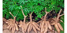 2023年中国将成为越南木薯及木薯制品最具潜力的出口市场