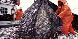 今年2月份秘鲁捕鱼量同比增加88%以上