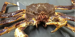 一季度挪威帝王蟹和大虾出口量均有增长