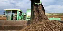 俄新西伯利亚州今年已向中国出口6.25万吨农作物