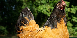 斯里兰卡明年将取消鸡蛋和鸡肉进口计划