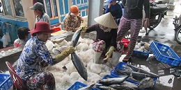 第一季度越南水产品出口额达18.5亿美元