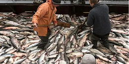 俄罗斯鱼类产品对欧盟的出口增加近20%