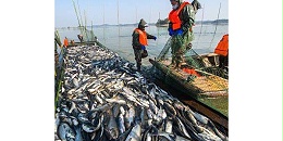 秘鲁今年预计鱼粉产量450万吨